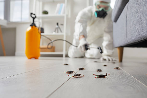 Trusted Termite Control service in Green Knoll, NJ - Nex Pest Control